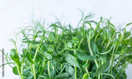 Veganism. Healthy Eating. Microgreen peas in tray.