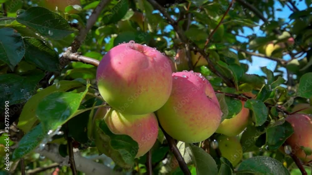 Raindrops are falling on the large ripe red apples on the tree branch on the background of the sky Raindrops are falling on the large ripe red apples on the tree branch on the background of the sky