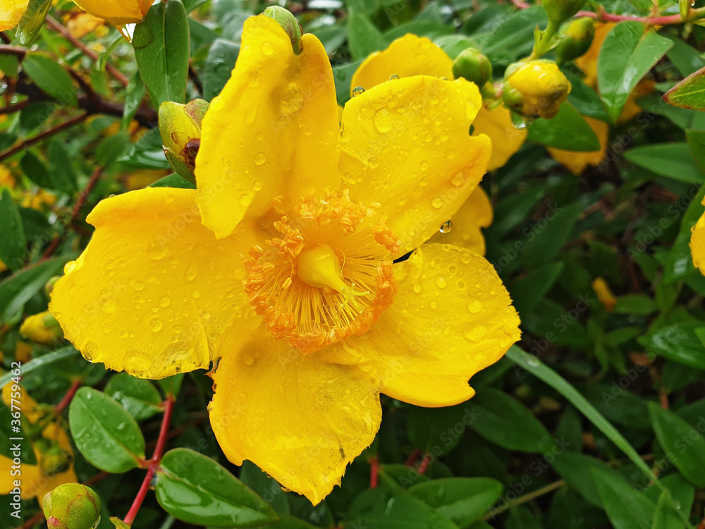 Yellow flower of Hypericum calycinum or Hypericum perforatum with rain drops. Yellow flower of Hypericum calycinum or Hypericum perforatum with rain drops.