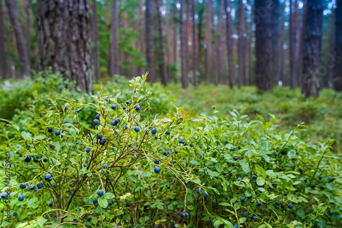 Blueberries in the forest