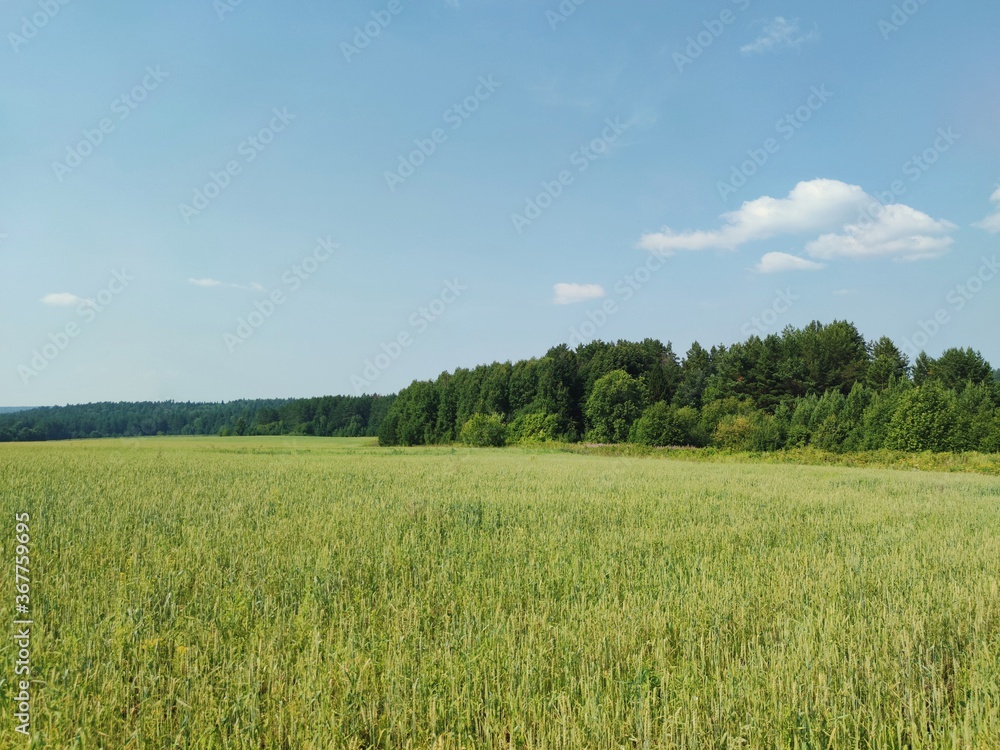 green farm field near the forest against the blue sky on a sunny day