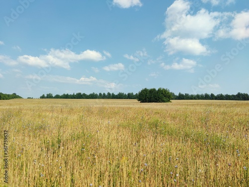 farm field with harvest against blue sky with clouds on a sunny day