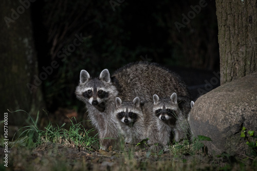 Wallpaper Mural Portrait eines Waschbären mit Jungen in der Nacht Torontodigital.ca