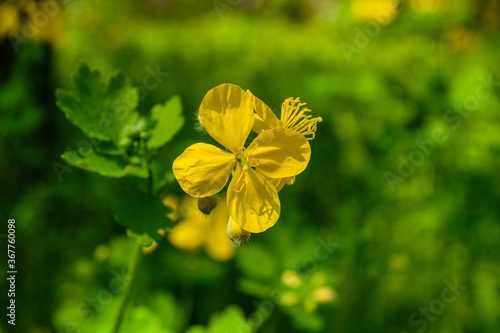 Greater celandine (chelidonium majus) blossoming in a forest photo