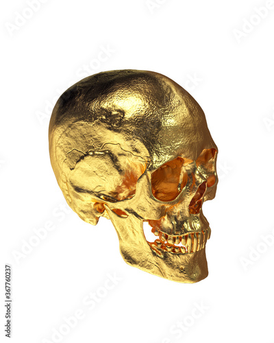 Gold Human Skull Isolated on White Background
