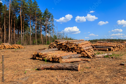 Stacked tree trunks felled by the logging timber industry in pine forest