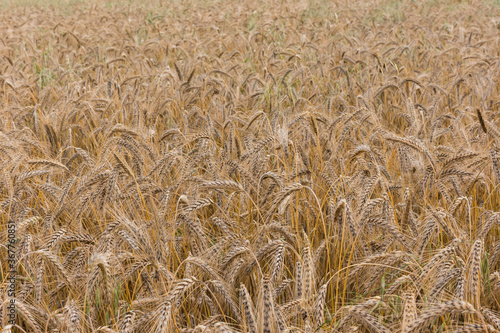 El trigo, proceso de siembre, recogida y su elaboración