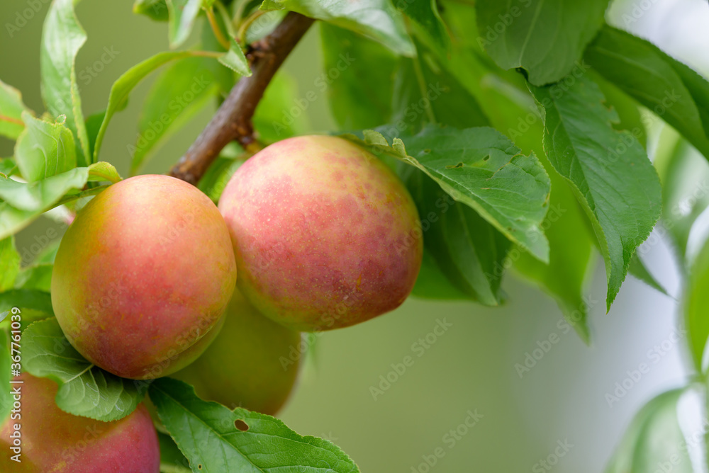 Fruit of a Japanese plum tree, on the branch Fruit of a Japanese plum tree, on the branch