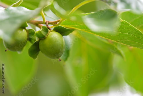 Young fruits of persimmon, on the branch