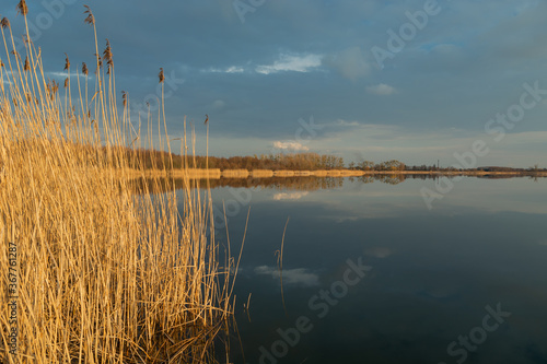 High dry reeds growing in a calm lake  evening clouds on the sky