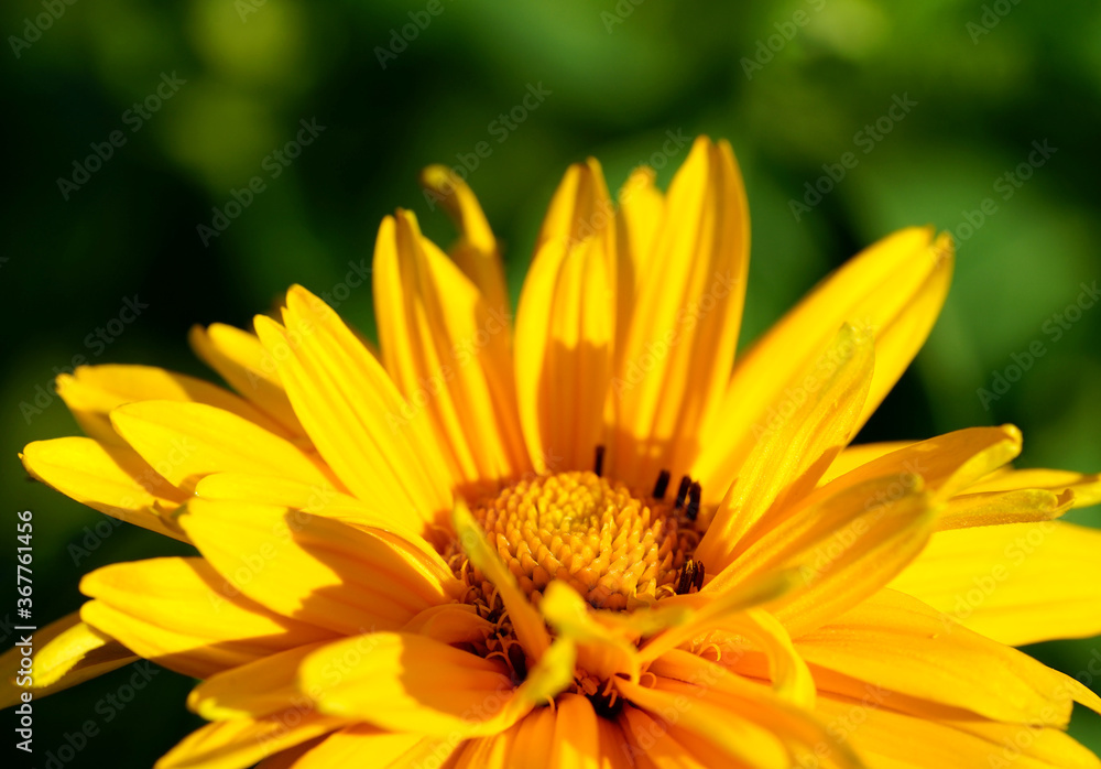 close-up of a yellow sunflower flower close-up of a yellow sunflower flower