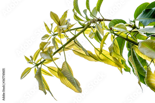 Mango leaves, nature, isolated white background