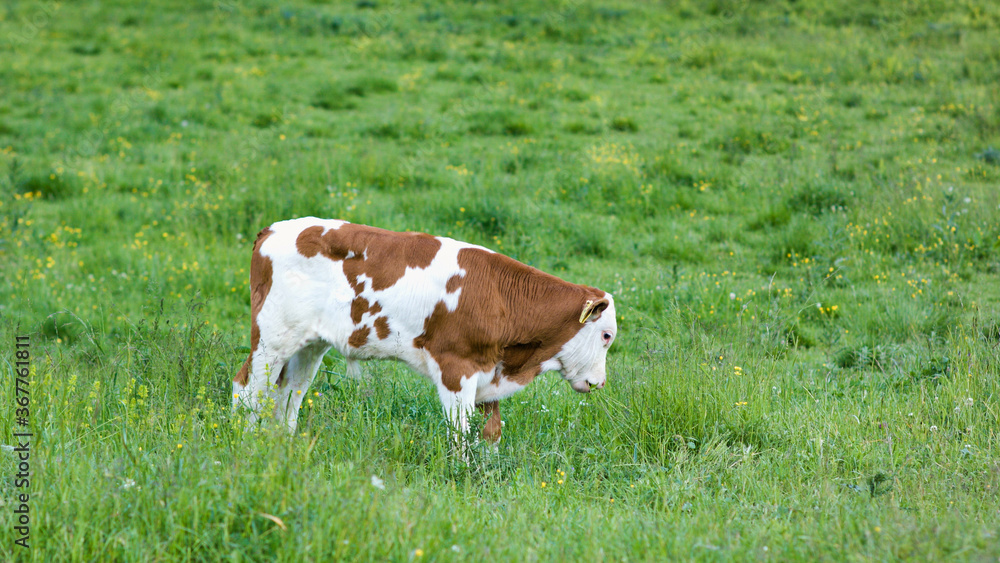 Cattle in a Alpine mountain pasture. Grass fed cows are rich in Omega-3 fatty acids. Cattle in a Alpine mountain pasture. Grass fed cows are rich in Omega-3 fatty acids.