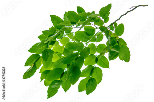 Multiply leaves green, nature, isolated white background