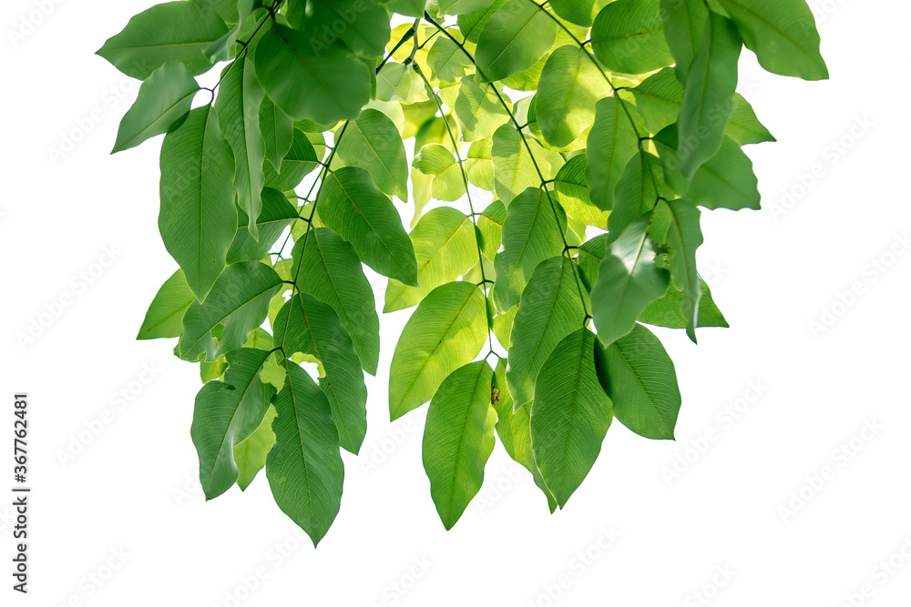 Fototapeta premium Green leaf, nature, isolated white background