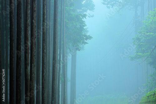 杉林の森,