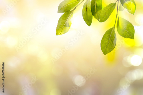 Green leaves, nature, blurred background with beautiful bokeh © noparut