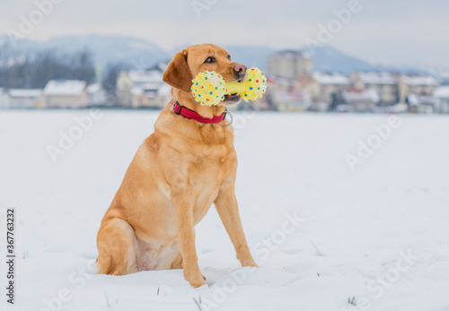 Playful happy fox red labrador retriever posing in snow on a cold winter day with yellow toy in her mouth. 