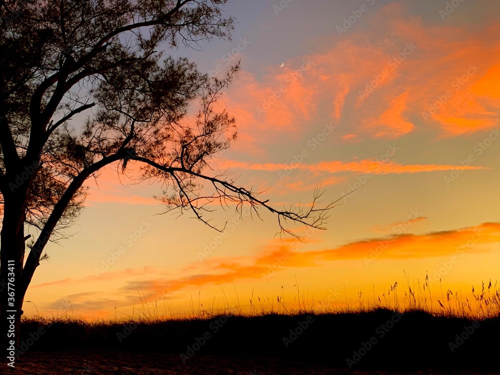 sunset in the forest