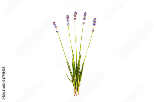 Lavender flowers isolated on white background. Close up. Space for text