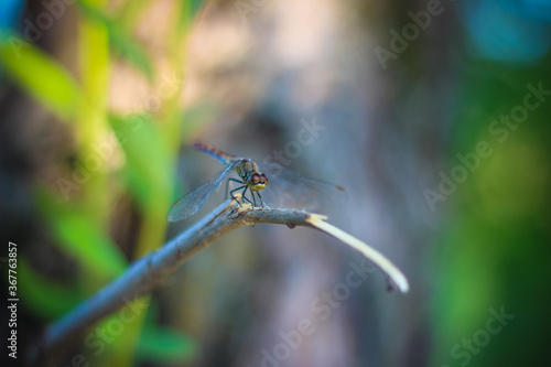 dragonfly basking on a broken branch