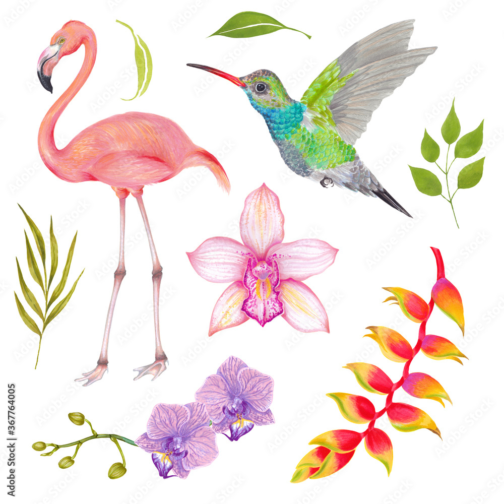 Watercolor tropical set of orchid flower, bamboo leaves, banana flower, colibri bird, toucan, flamingo.