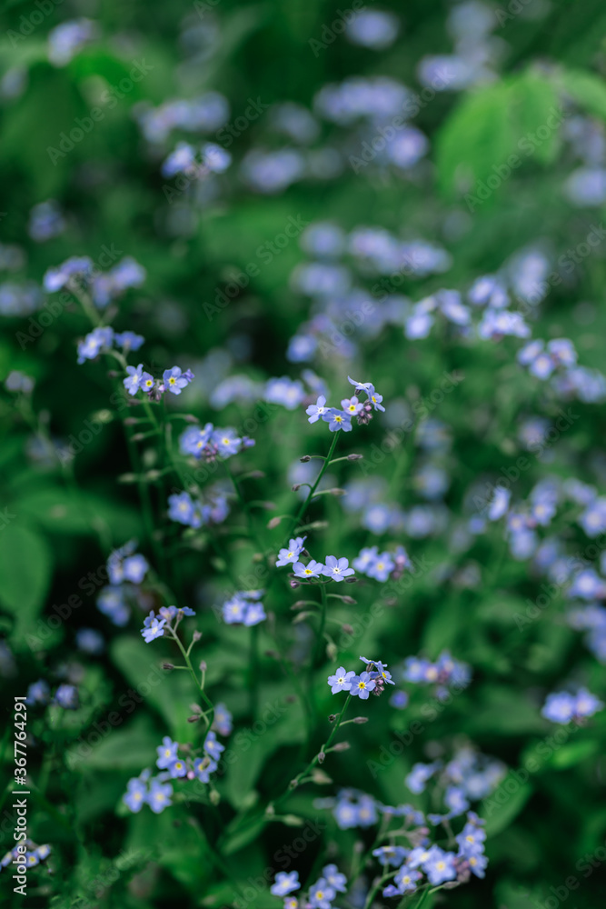 Tender forget-me-not flowers in a spring garden. Dark green background. Tender forget-me-not flowers in a spring garden. Dark green background.