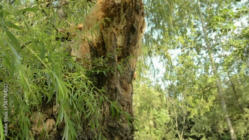 broken big old tree on the ground