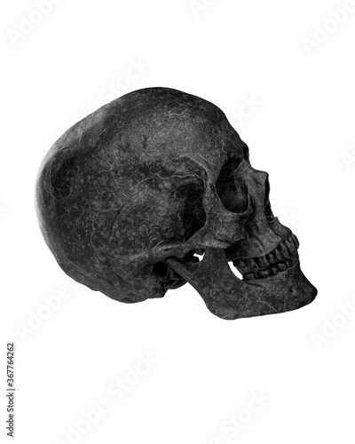 Black Human Skull Isolated on white background