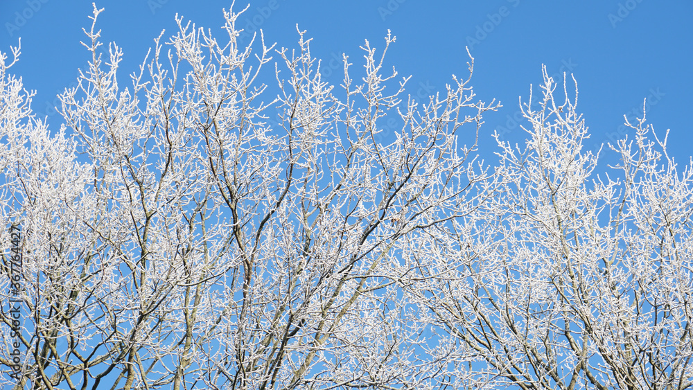 White frozen branches of an oak tree against a bright blue sky on a cold morning in winter 