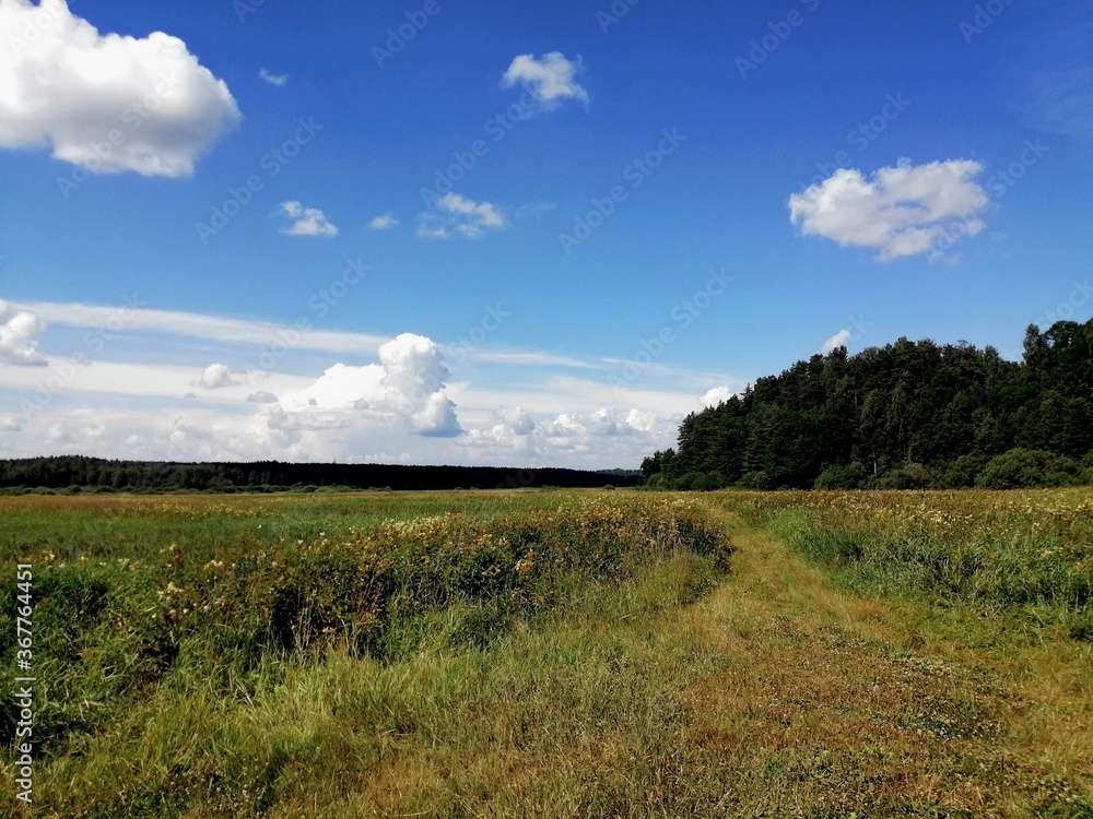 summer meadow and blue sky