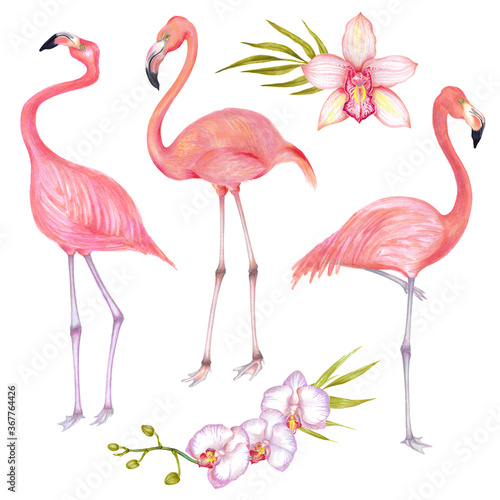 Watercolor illustration of pink flamingo bird set with pink orchid flowers and bamboo leaves. © Kamila