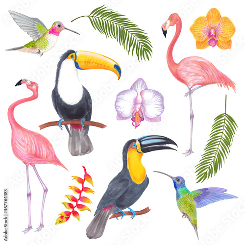 Watercolor tropical bird and flowers and leaves. Toucan flamingo colibri birds, orchid flowers, banana flowers, areca palm fern frond. Cololful tropic background isolated on white.