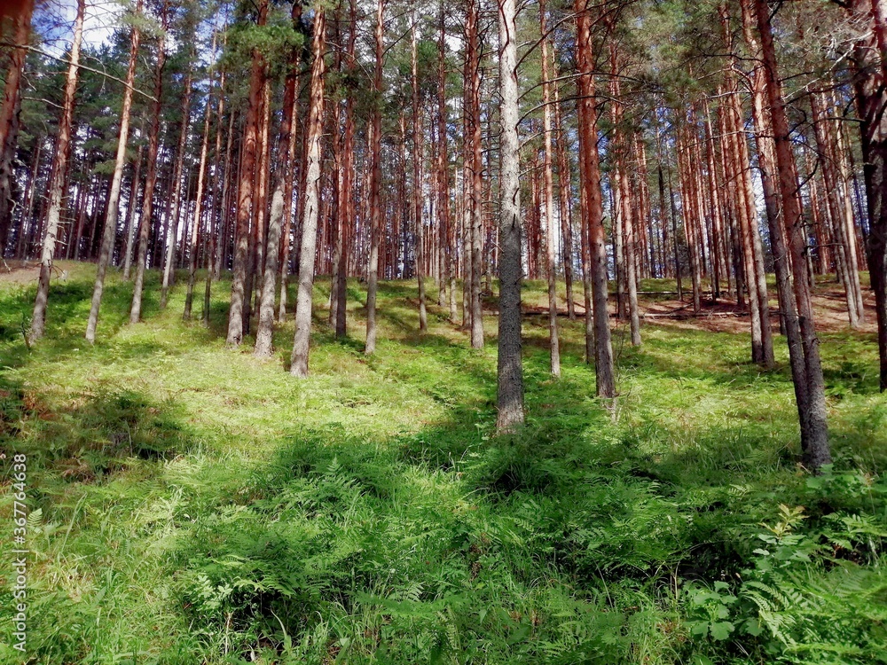 Naklejka premium pine forest