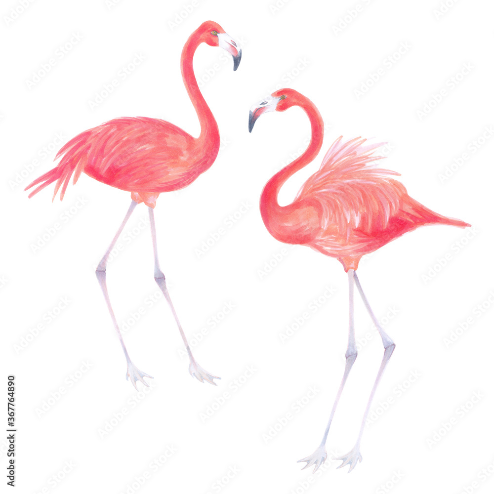 Obraz premium Watercolor realistic illustration of flamingo bird . 