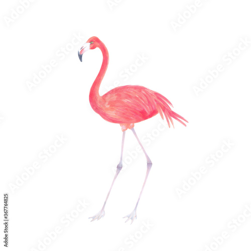 Watercolor realistic illustration of  flamingo bird . 