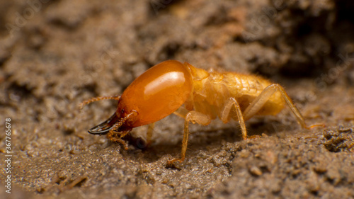 Close up termite soldiers