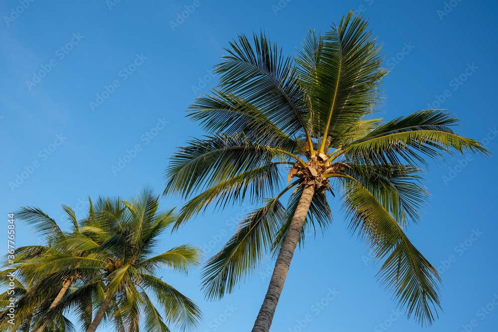 Tropical palm trees against clear blue sky