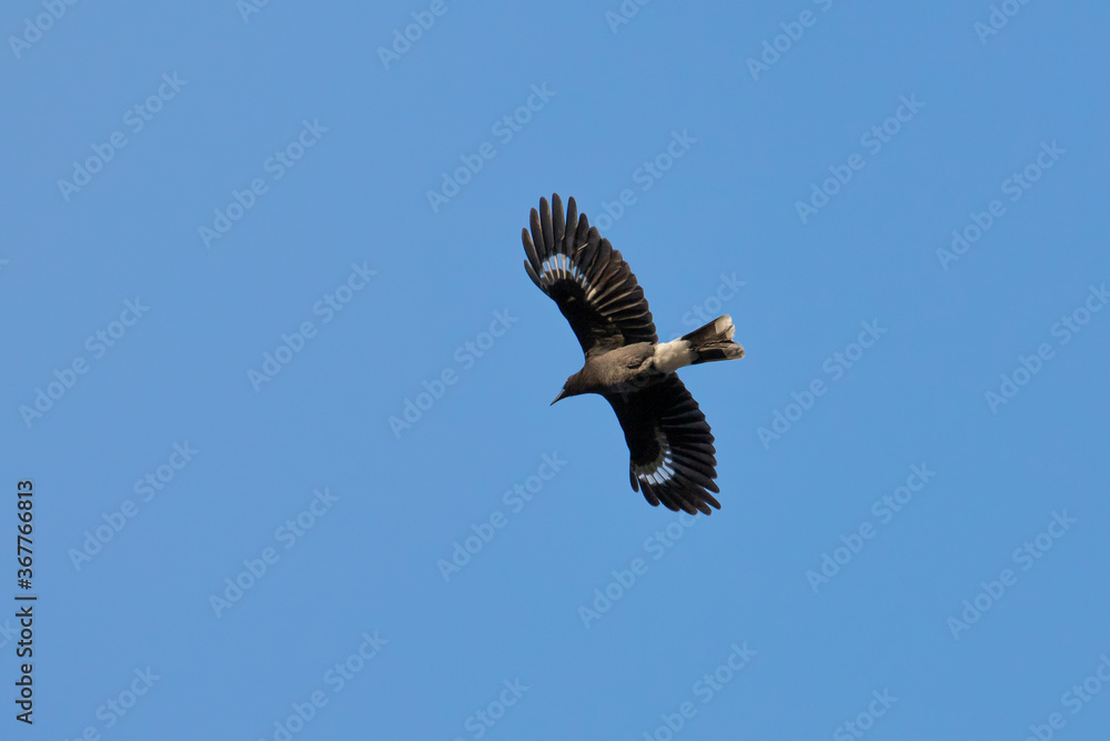 Fototapeta premium A Currwawong Flying Through the air