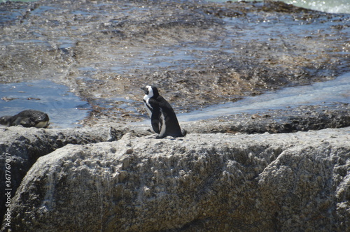 A large group of South African Penguins outside of Cape Town on Boulders Beach