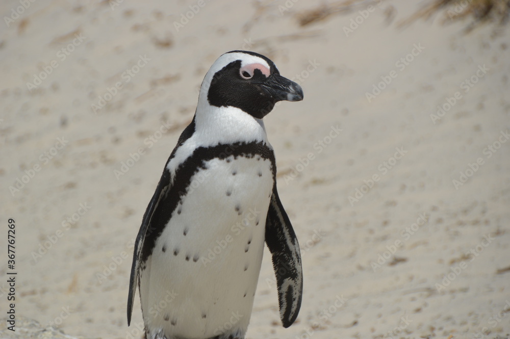 Fototapeta premium A large group of South African Penguins outside of Cape Town on Boulders Beach