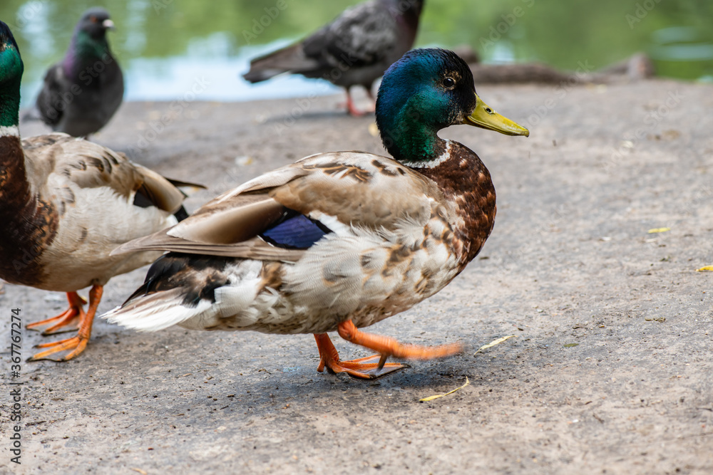 Nice wild young duck walking on road near the lake at spring time Nice wild young duck walking on road near the lake at spring time