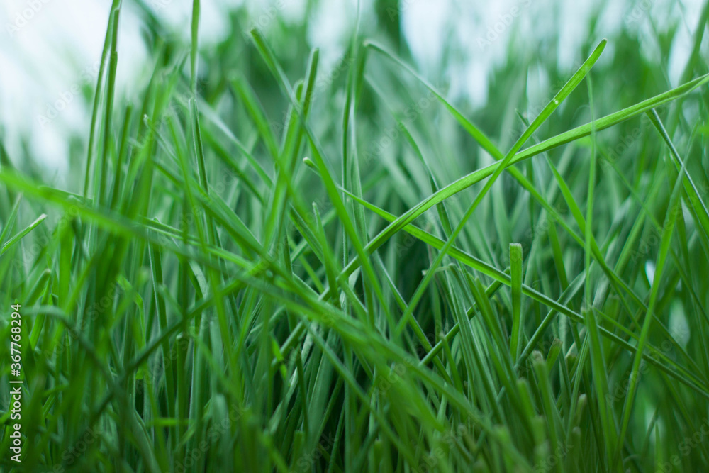 green grass background green grass background
