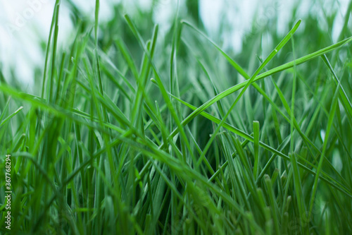 green grass background © Оксана Крывдун