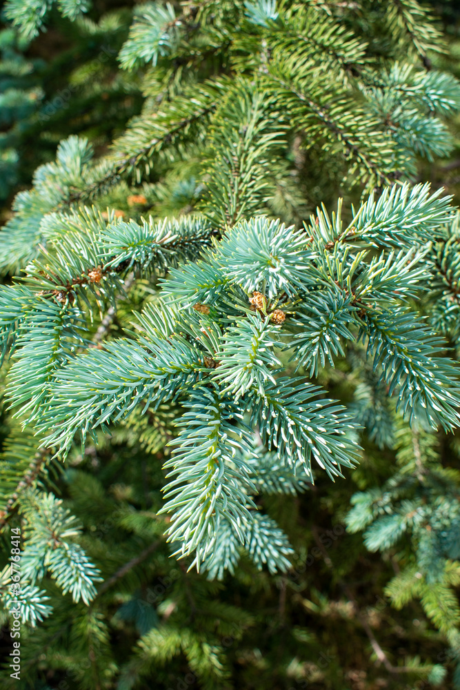 Close up of fresh light green pine needles on young conifer tree on sunny day