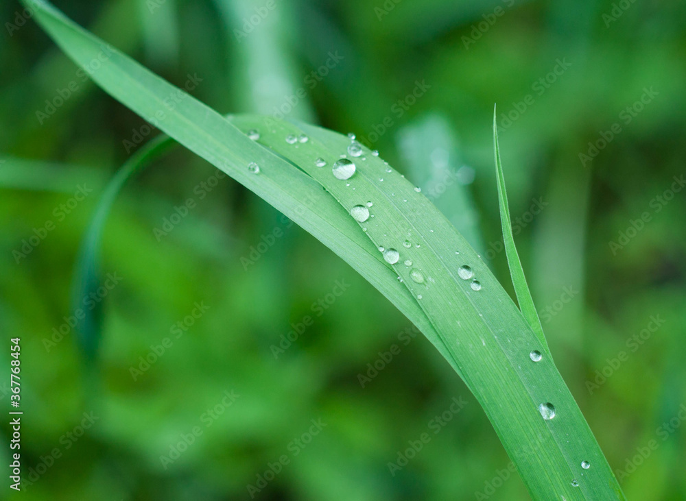green grass with dew green grass with dew