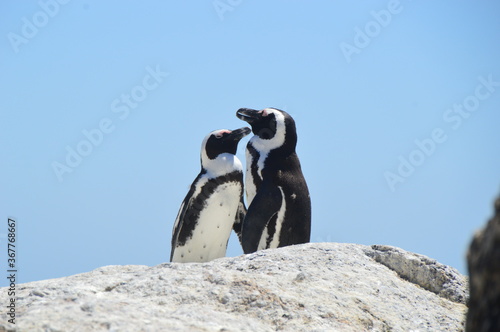 A large group of South African Penguins outside of Cape Town on Boulders Beach