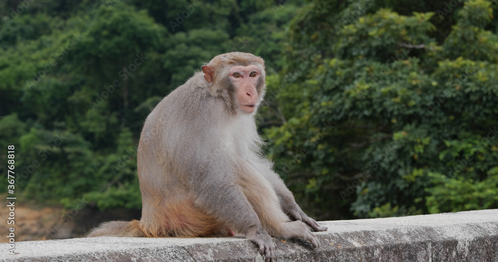 Fototapeta premium Wild monkey in the forest