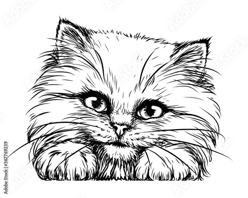 Kitten. Wall sticker. Black and white, graphic, artistic drawing of a cute fluffy kitten is pretty squinting.