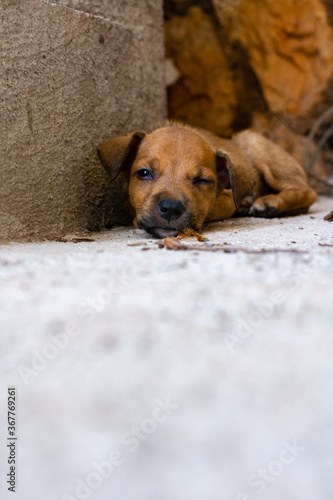a sleepy brown puppy lays on the cement ground before a nap